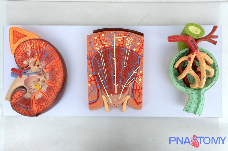kidney,nephron and glomerulus